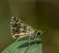 Spialia galba