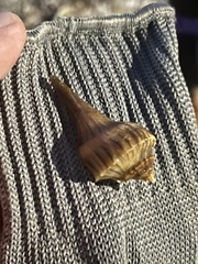 Sinistrofulgur pulleyi