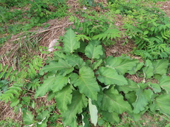 Arctium
