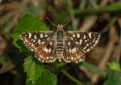 Spialia galba