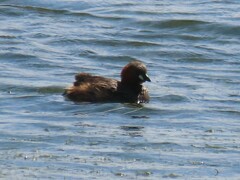 Tachybaptus ruficollis capensis