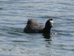 Fulica cristata