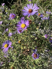 Symphyotrichum oblongifolium