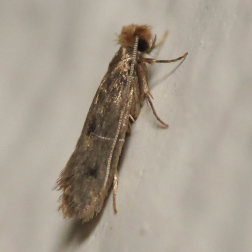 Case-bearing Clothes Moth (Tinea pellionella) · iNaturalist