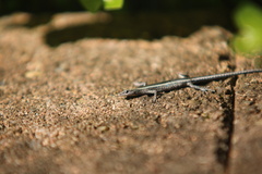 Cryptoblepharus pulcher