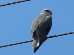 Elanus caeruleus caeruleus