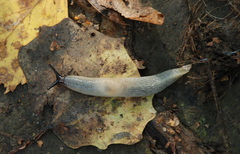 Krynickillus melanocephalus