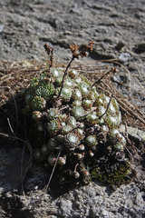 Sempervivum arachnoideum
