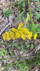 Solidago nemoralis