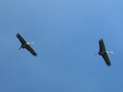 Anthropoides paradiseus