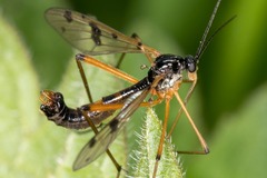 Ptychoptera contaminata