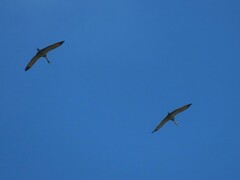 Anthropoides paradiseus