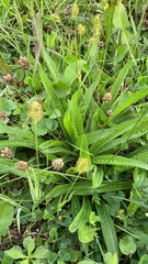 Plantago lanceolata