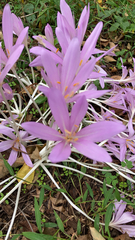 Colchicum autumnale