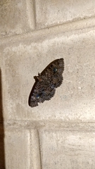 Speiredonia