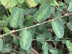 Alysicarpus ovalifolius