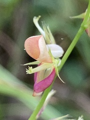 Alysicarpus ovalifolius