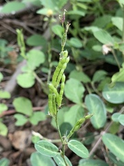 Alysicarpus ovalifolius