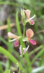 Alysicarpus ovalifolius