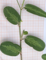 Alysicarpus ovalifolius