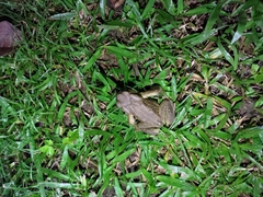 Bufo bankorensis