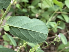 Alysicarpus ovalifolius