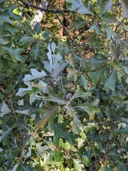 Quercus ilicifolia
