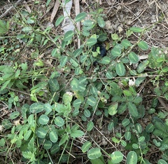 Alysicarpus ovalifolius