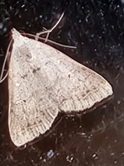 Bleptina caradrinalis