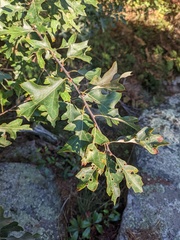 Quercus ilicifolia