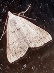 Bleptina caradrinalis