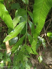 Athyriaceae