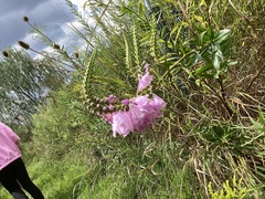 Physostegia virginiana