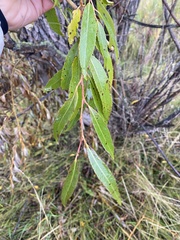Salix euxina