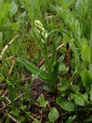 Platanthera