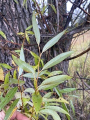Salix euxina