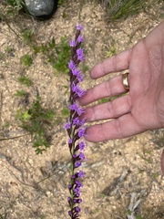 Liatris pilosa
