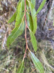 Salix euxina