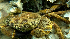 Eriphia verrucosa