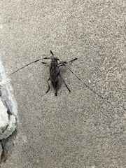 Acanthocinus nodosus