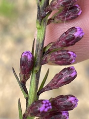 Liatris pilosa
