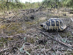 Testudo hermanni