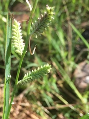 Bouteloua distans