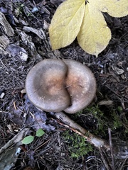 Hygrophoropsis rufa