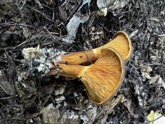 Hygrophoropsis rufa