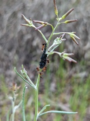 Camponotus terebrans