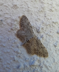 Idaea incisaria