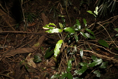 Cinnamomum oliveri