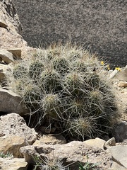 Echinocereus stramineus