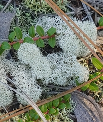 Cladonia subtenuis